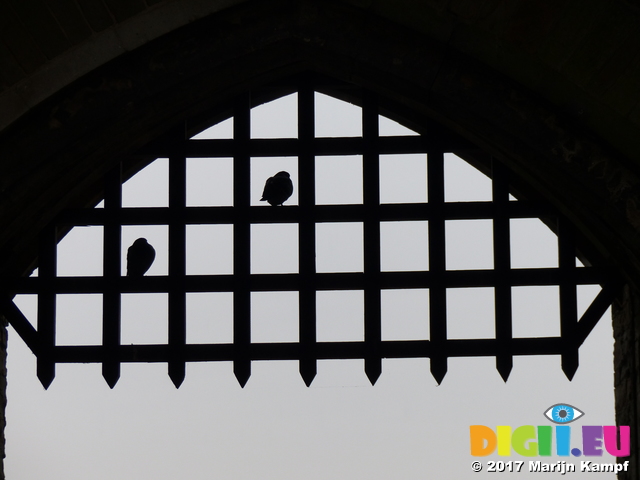 FZ035368 Pigeons on portcullis